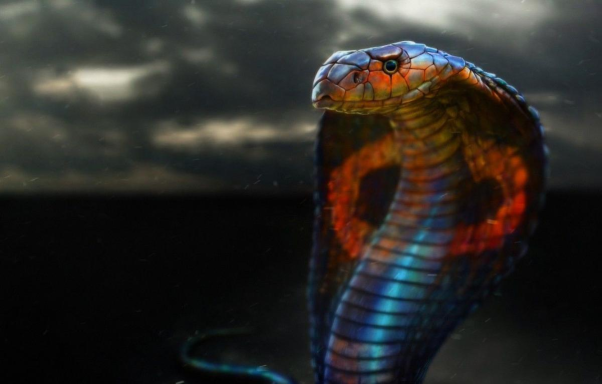 Mộng thấy rắn đuổi người lạ tốt nhất nên làm gì?