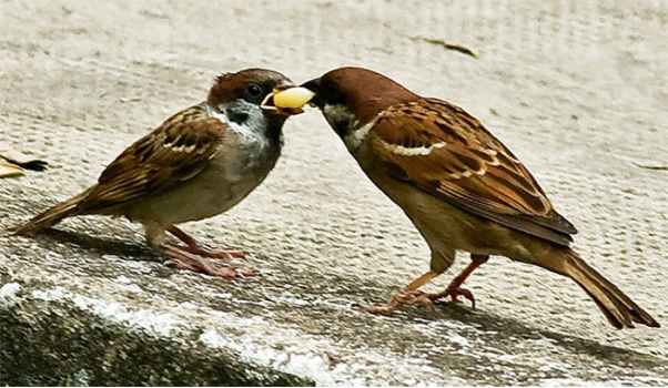 Các loài chim sẻ khác nhau vào nhà thì sẽ mang lại điềm báo may rủi không giống nhau!