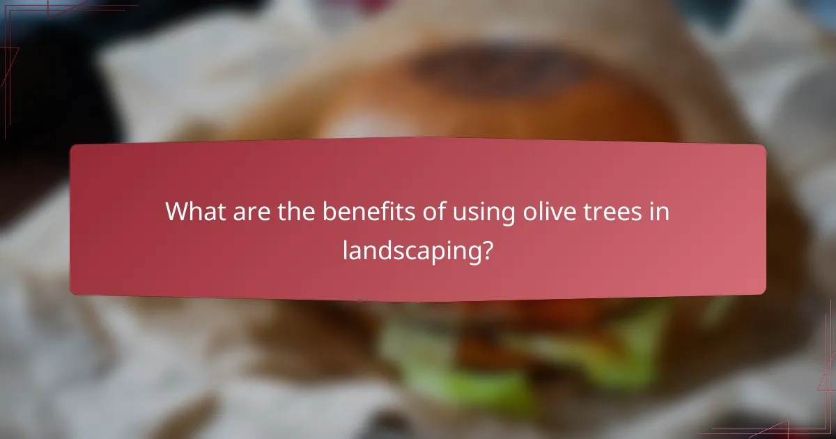 What are the benefits of using olive trees in landscaping?